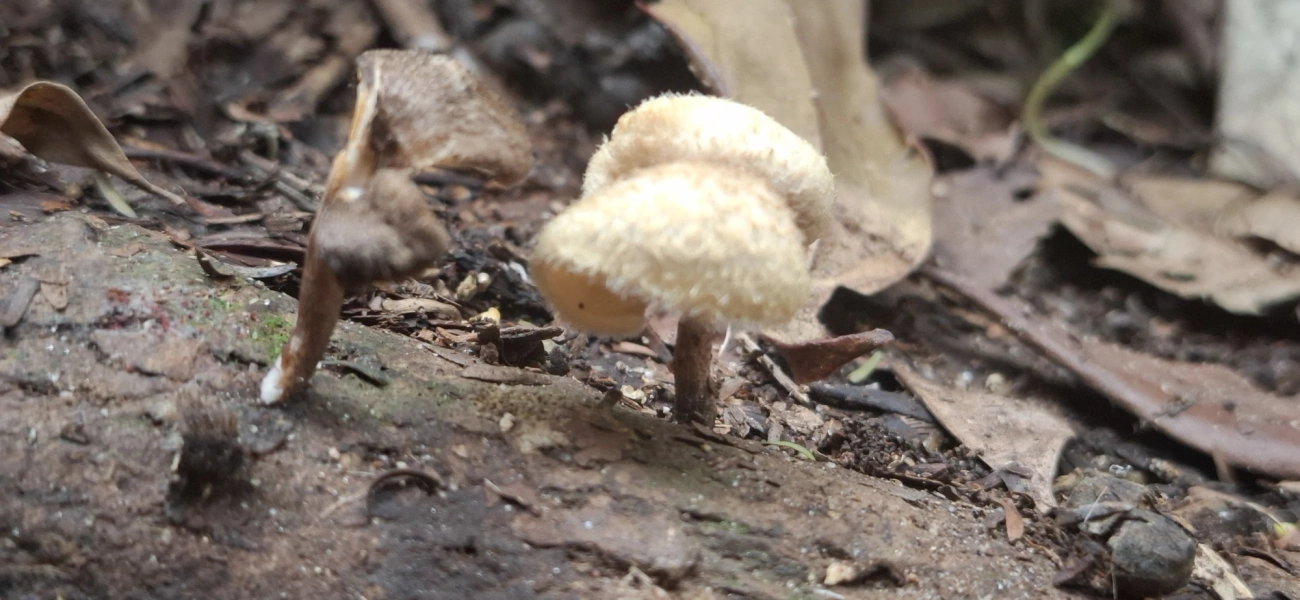 Lentinus, fungos, fotografado em Maresias, São Sebastião