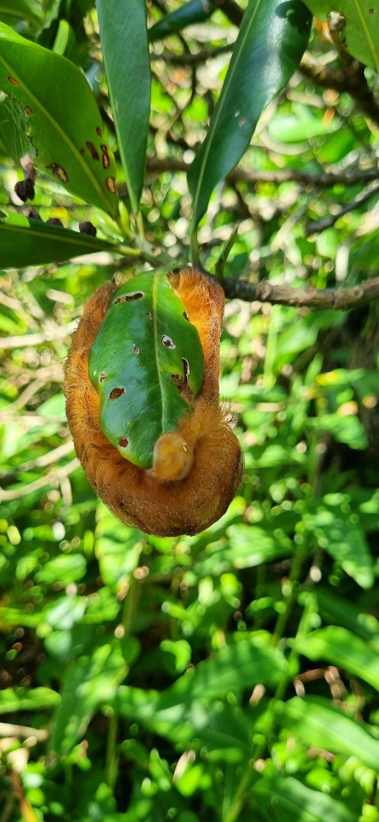 Podalia, insetos, fotografado em Maresias, São Sebastião