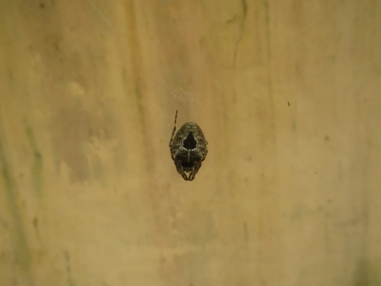 Parawixia, aracnídeos, fotografado em Maresias, São Sebastião