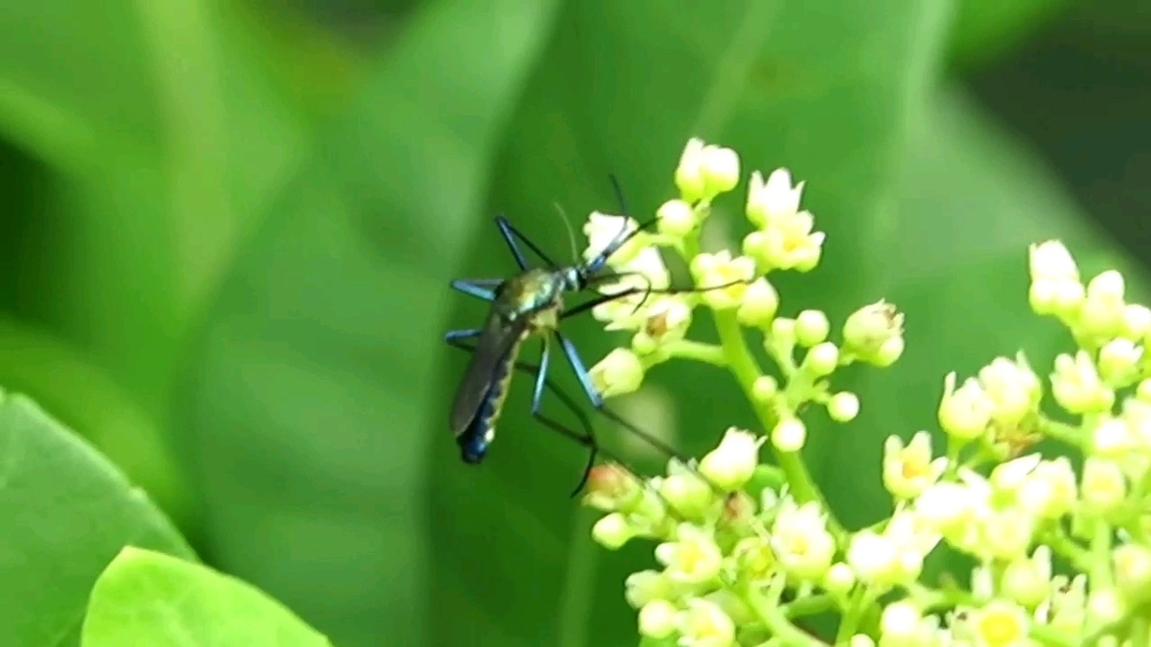 Mosquito-elefante (Toxorhynchites purpureus), insetos, fotografado em Maresias, São Sebastião