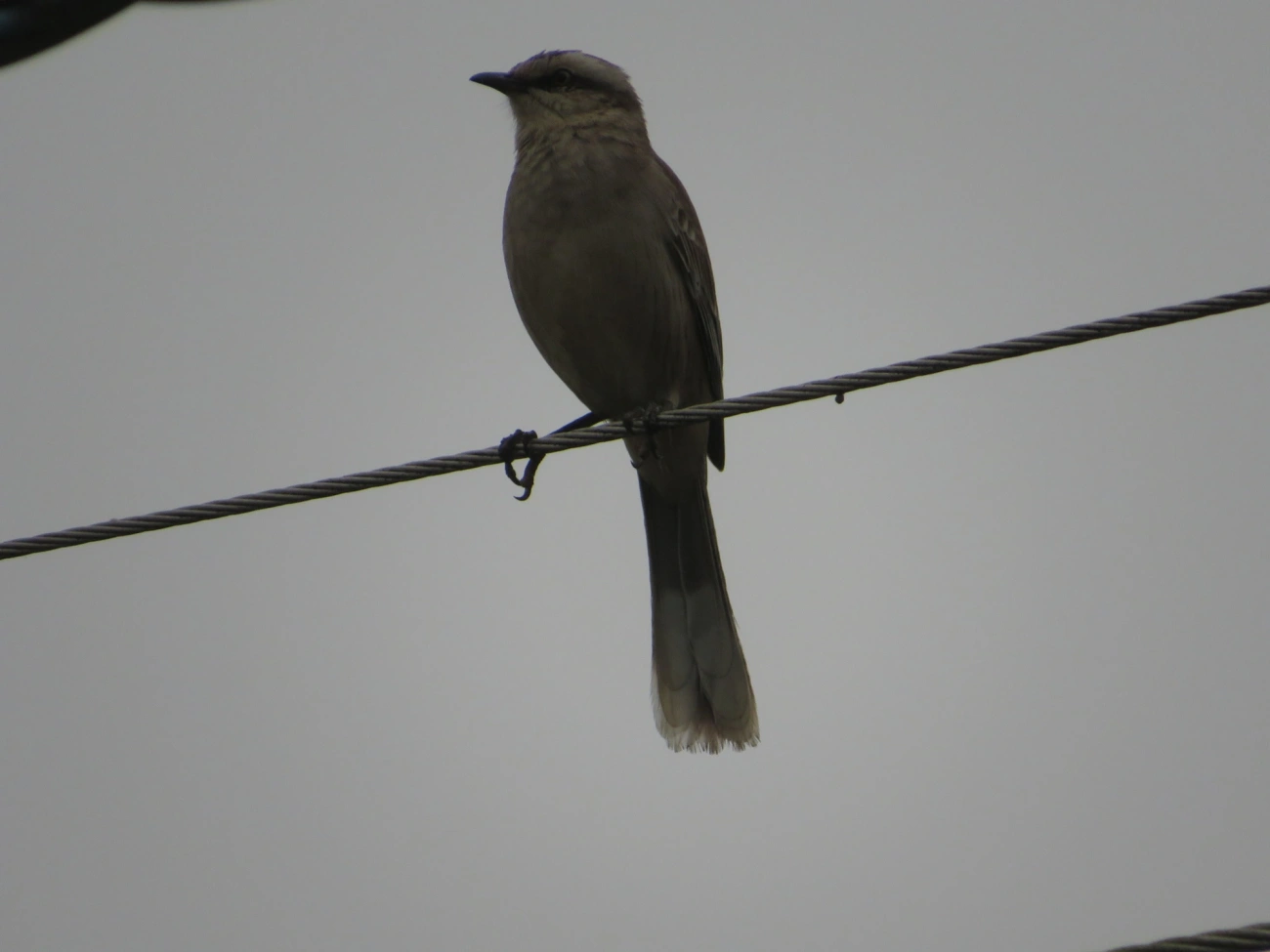 Sabiá-do-campo (Mimus saturninus), aves, fotografado em Maresias, São Sebastião