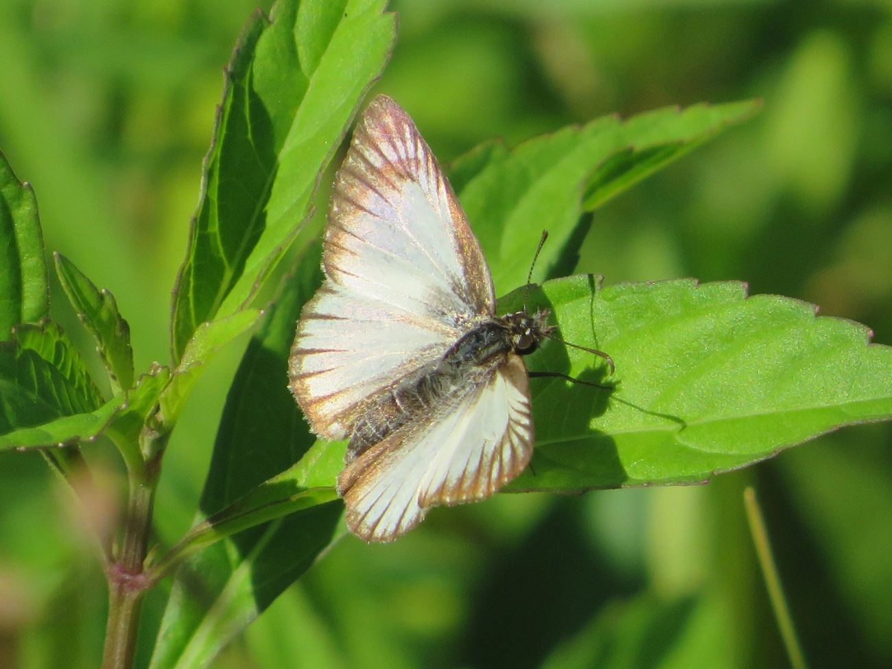 Hespéria-branca-nervurada (Heliopetes arsalte), insetos, fotografado em Maresias, São Sebastião