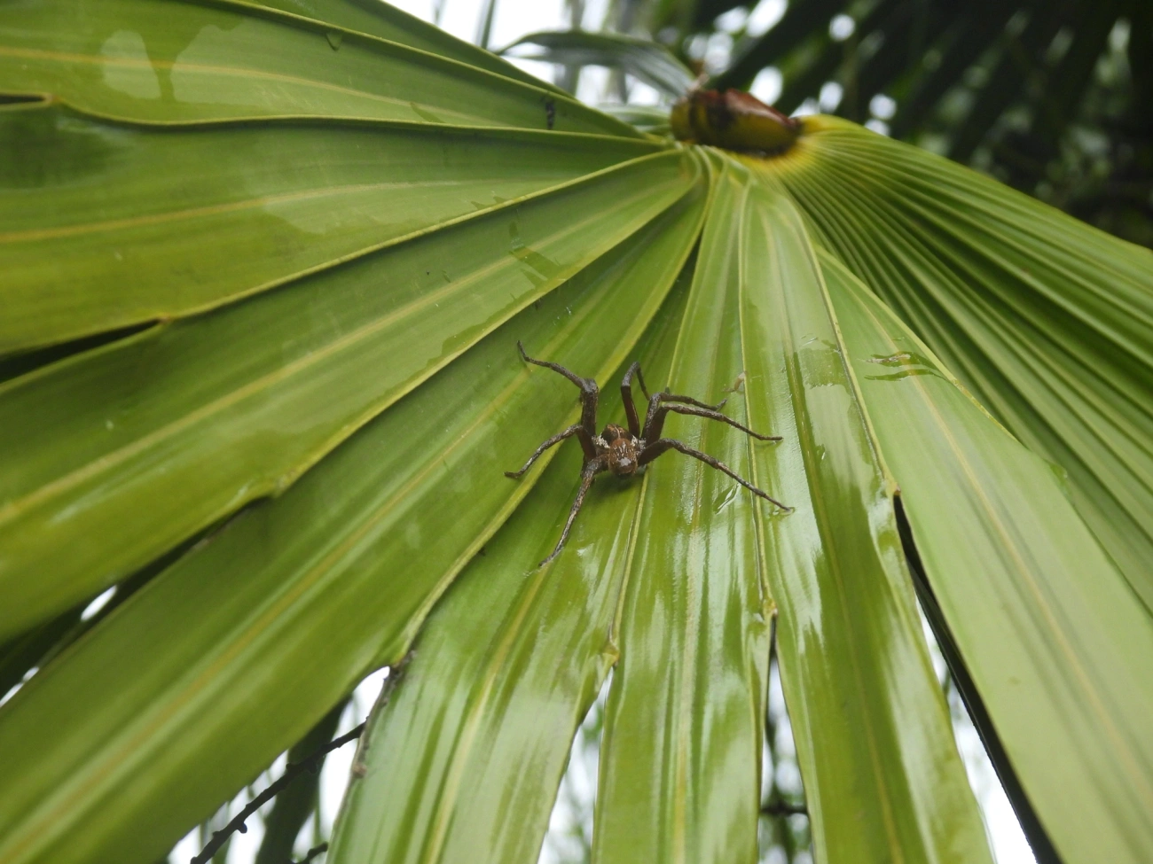 Ancylometes, aracnídeos, fotografado em Maresias, São Sebastião