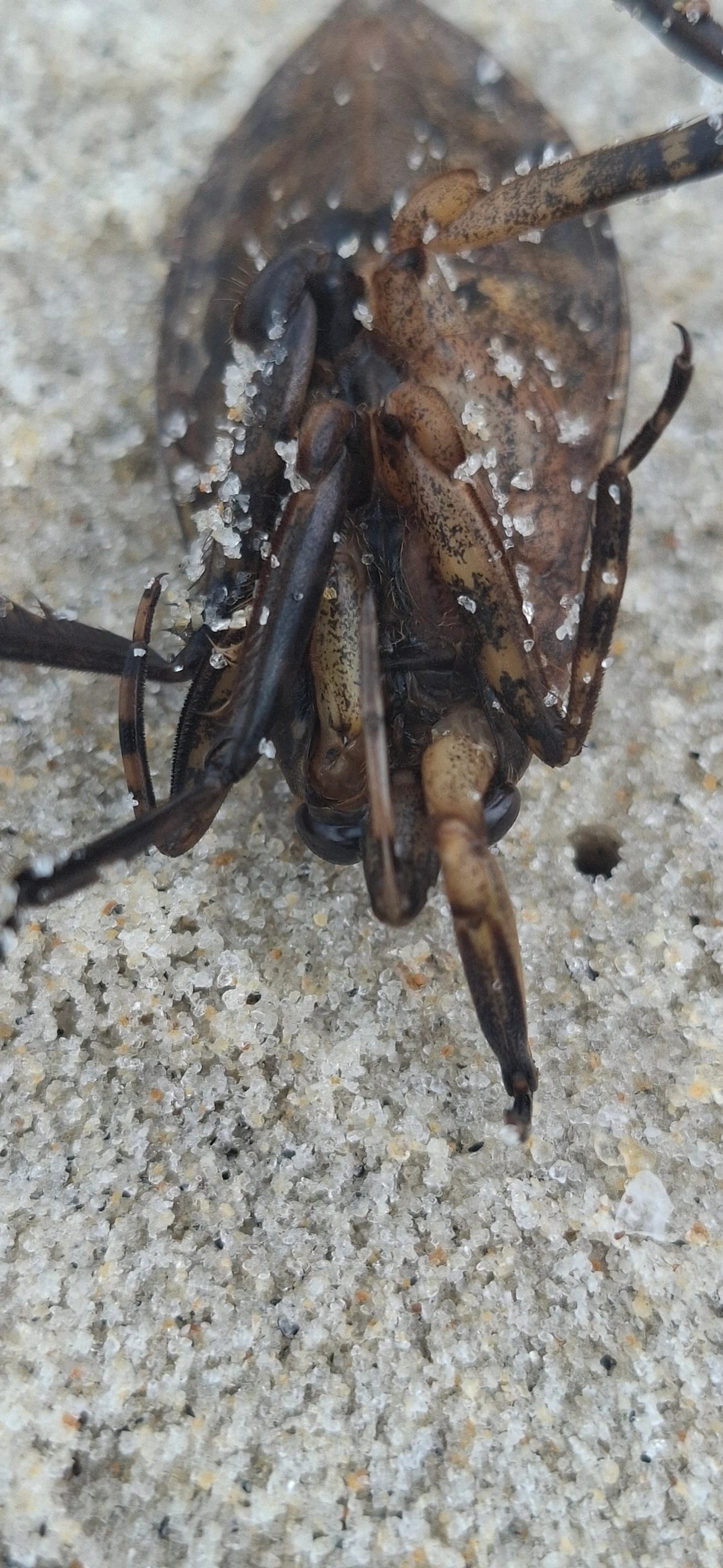 Barata-d'Água (Belostoma), insetos, fotografado em Maresias, São Sebastião