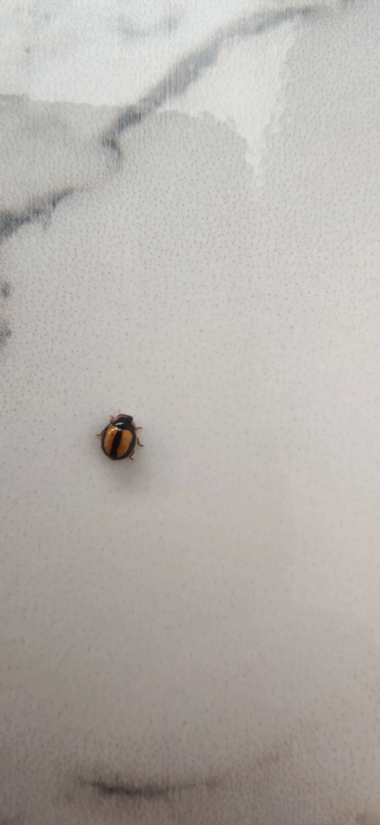 Joaninha (Hyperaspis corcovado), insetos, fotografado em Maresias, São Sebastião