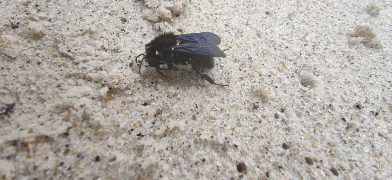 Thoracobombus, insetos, fotografado em Maresias, São Sebastião