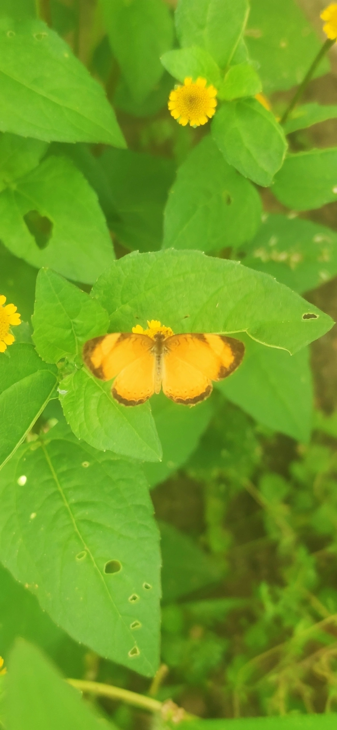 Tegosa claudina, insetos, fotografado em Maresias, São Sebastião