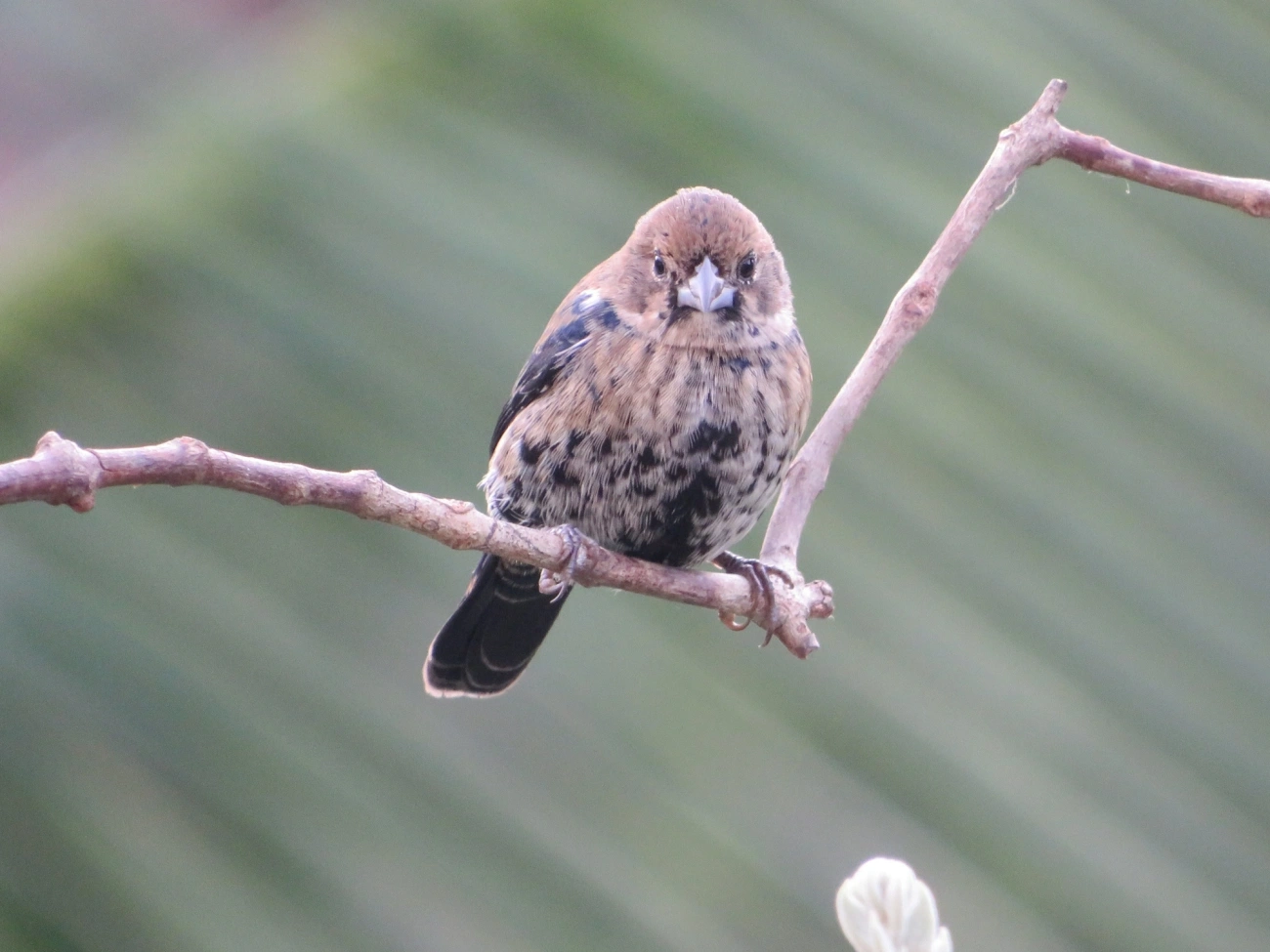 Tiziu (Volatinia jacarina), aves, fotografado em Maresias, São Sebastião