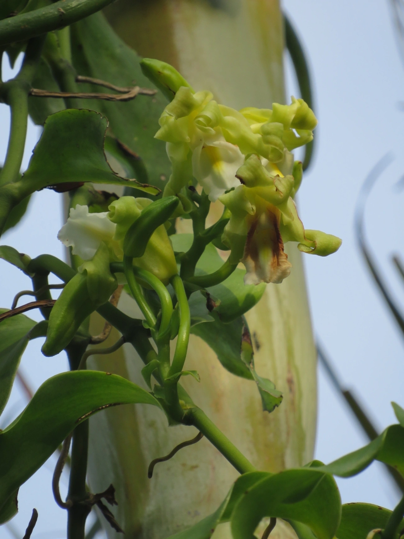 Baunilha (Vanilla arcuata), plantas, fotografado em Maresias, São Sebastião