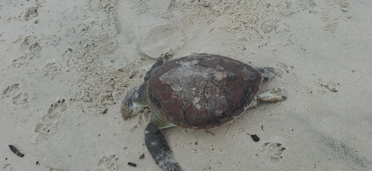 Tartaruga-verde (Chelonia mydas), répteis, fotografado em São Sebastião