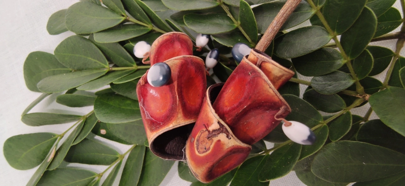 Ingarana (Jupunba trapezifolia micradenia), plantas, fotografado em Maresias, São Sebastião