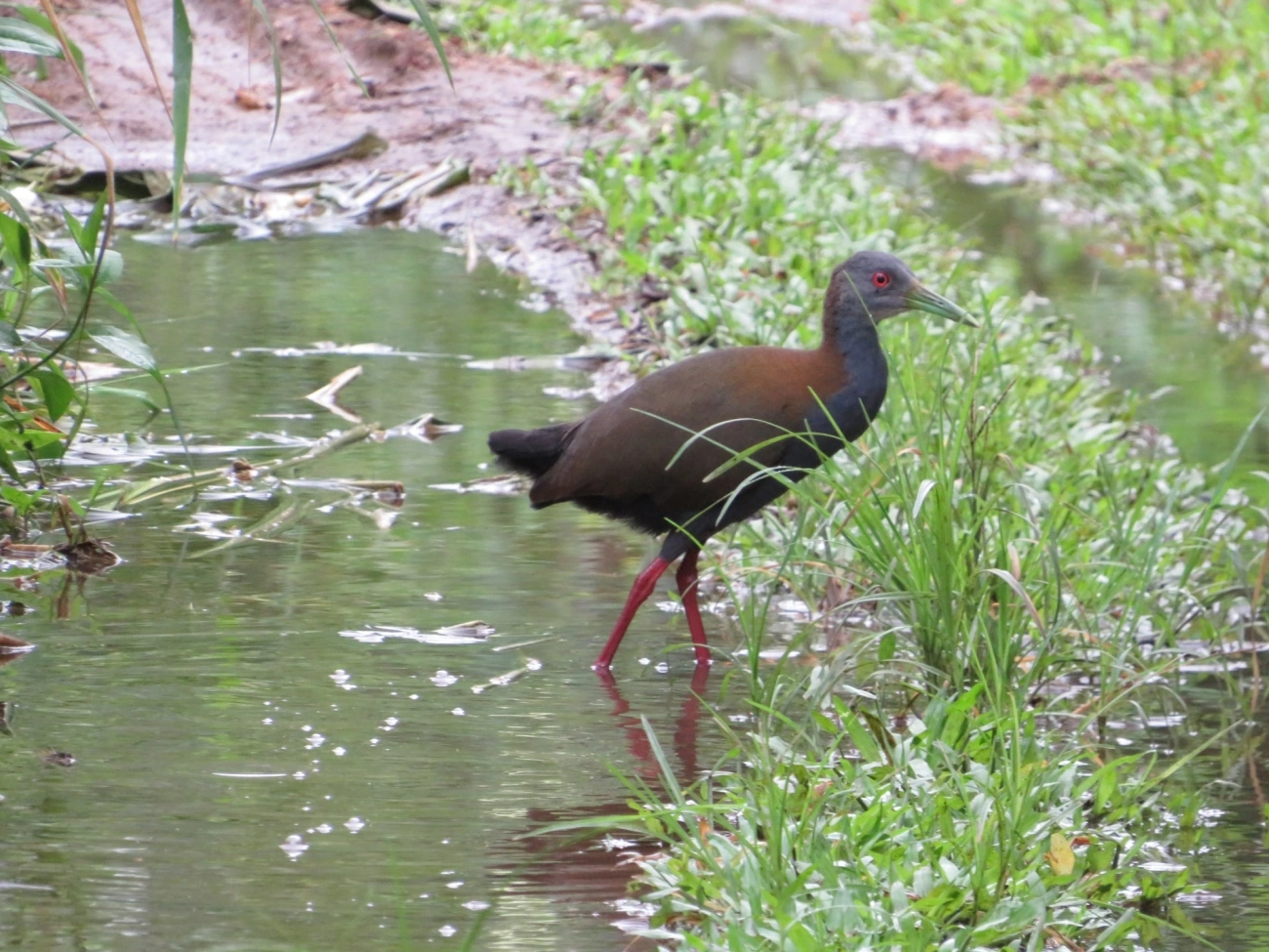 Saracura-do-mato (Aramides saracura), aves, fotografado em Maresias, São Sebastião