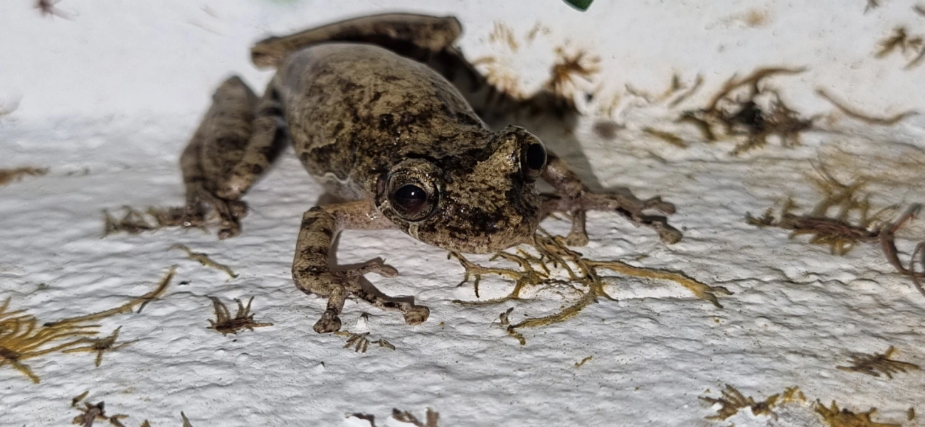 Scinax, anfíbios, fotografado em Maresias, São Sebastião