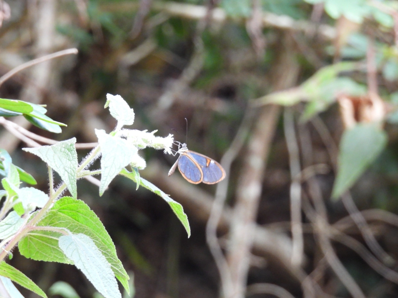 Pteronymia, insetos, fotografado em Cabreúva