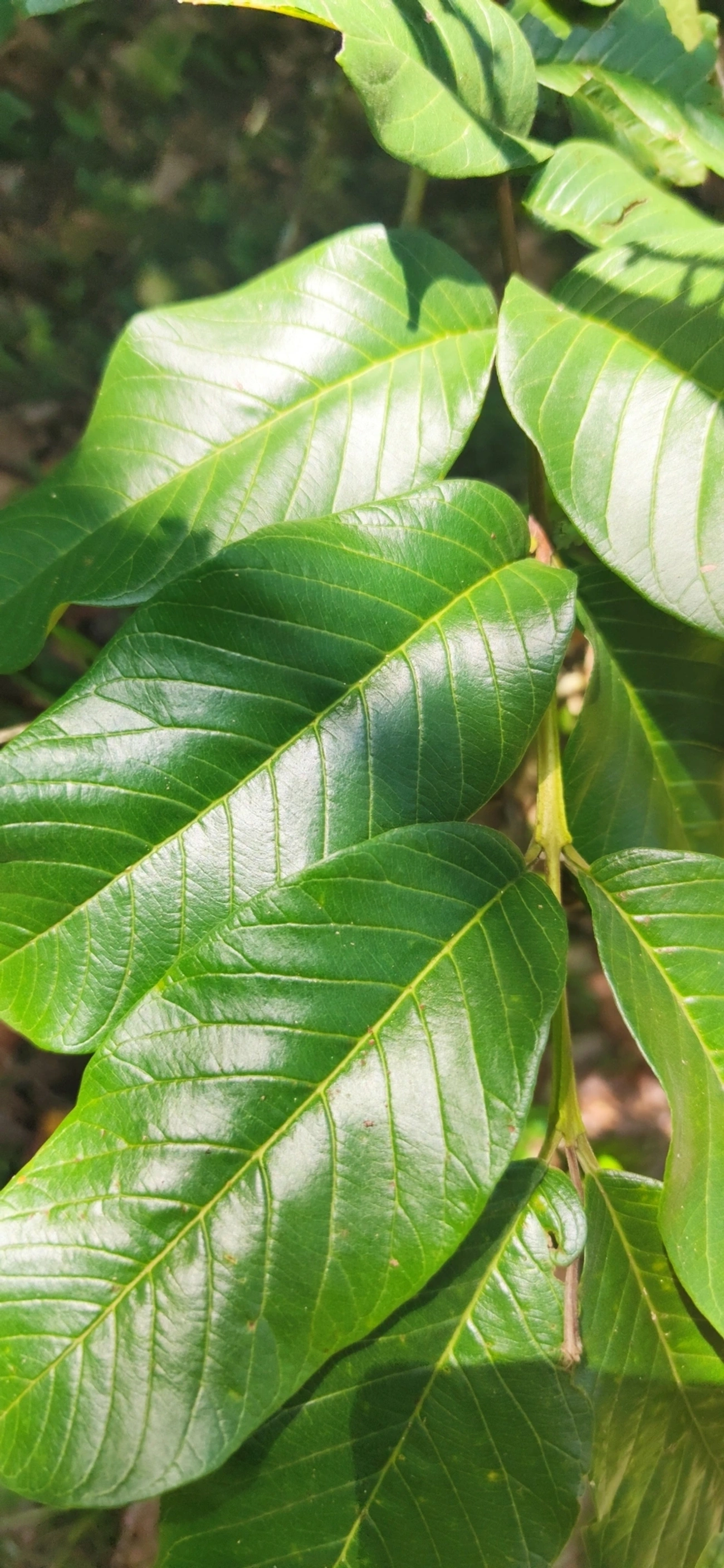 Goiabeira (Psidium guajava), plantas, fotografado em Maresias, São Sebastião