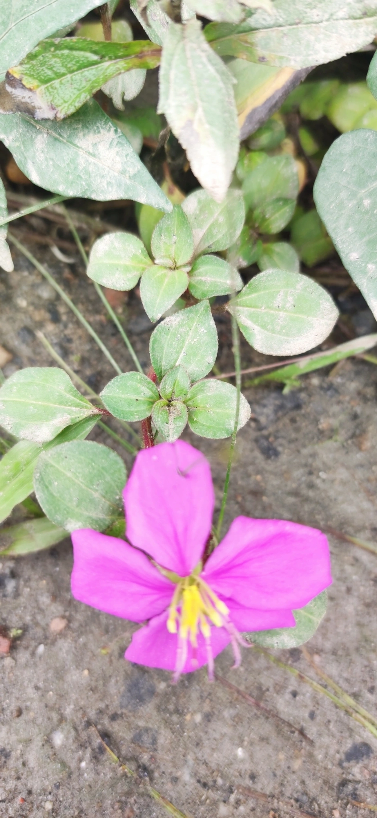 Heterotis rotundifolia, plantas, fotografado em Maresias, São Sebastião