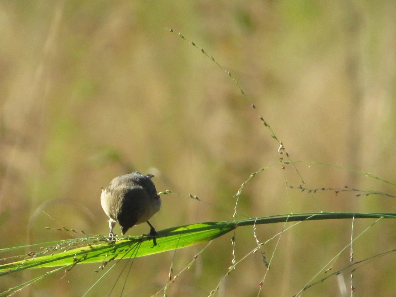 Baiano (Sporophila nigricollis), aves, fotografado em Maresias, São Sebastião