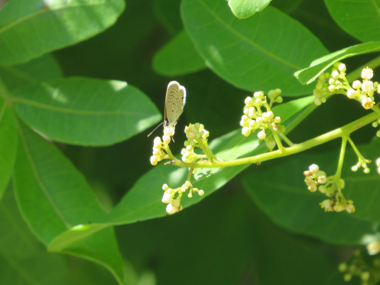 Borboleta-azulzinha-do-trevo (Hemiargus hanno), insetos, fotografado em Maresias, São Sebastião