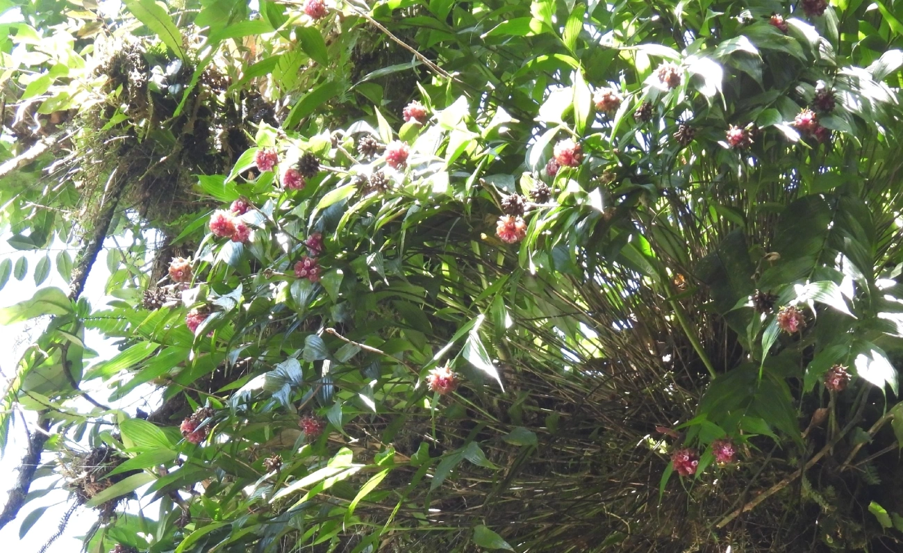 Elleanthus brasiliensis, plantas, fotografado em Queluz