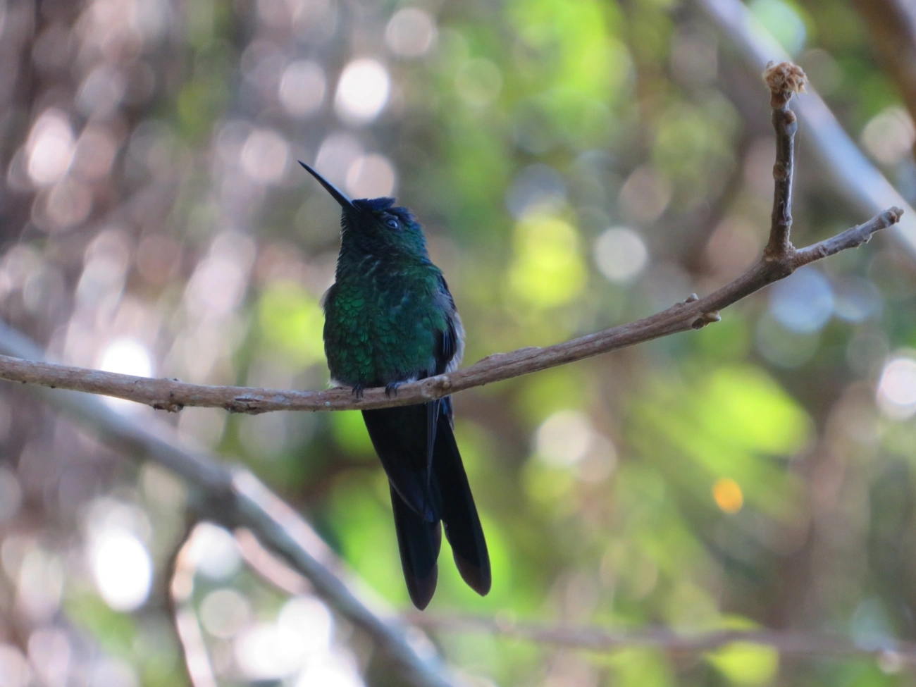 Beija-flor-de-fronte-violeta (Thalurania glaucopis), aves, fotografado em Maresias, São Sebastião