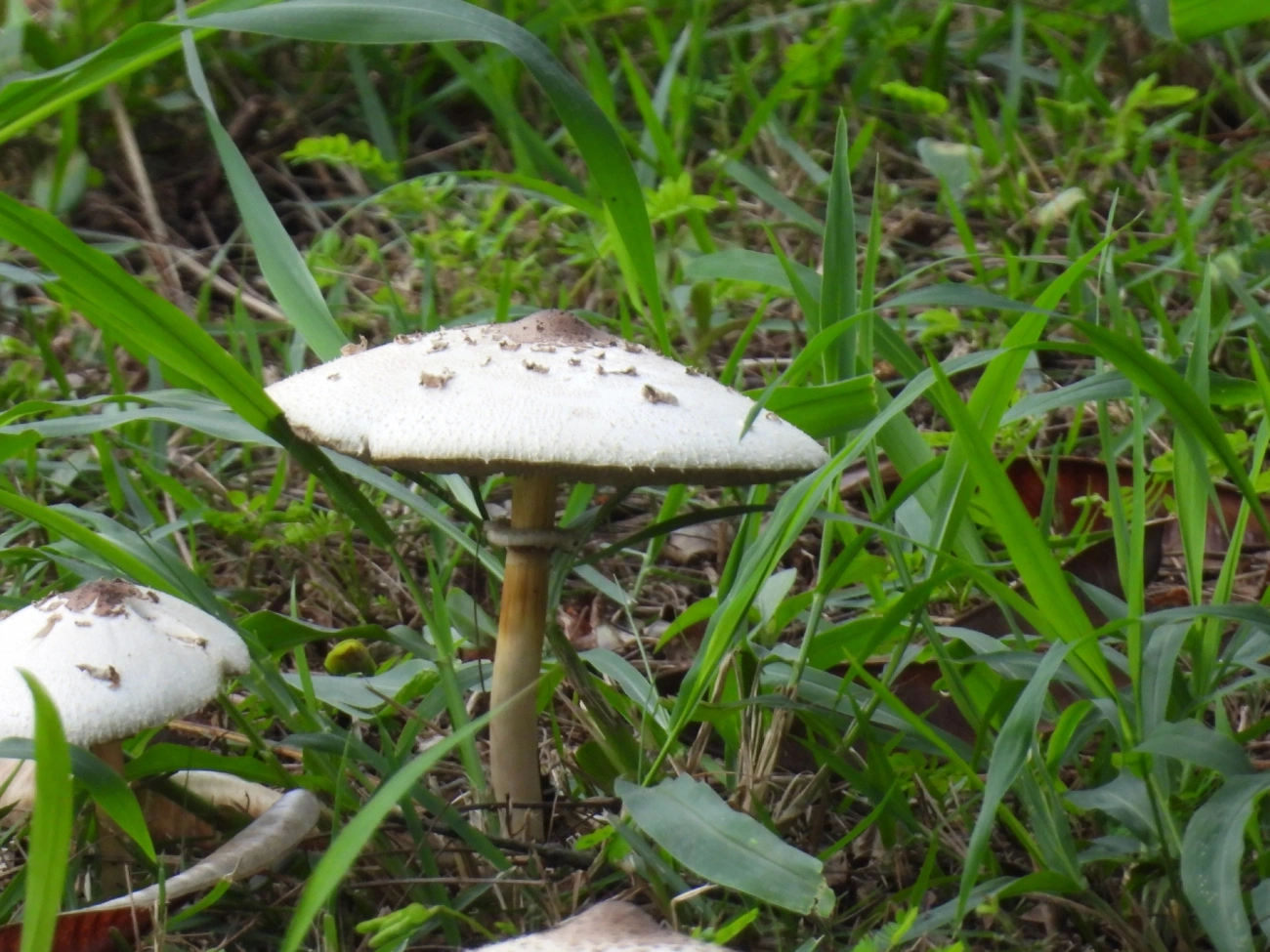 Falso guarda-sol (Chlorophyllum molybdites), fungos, fotografado em Maresias, São Sebastião