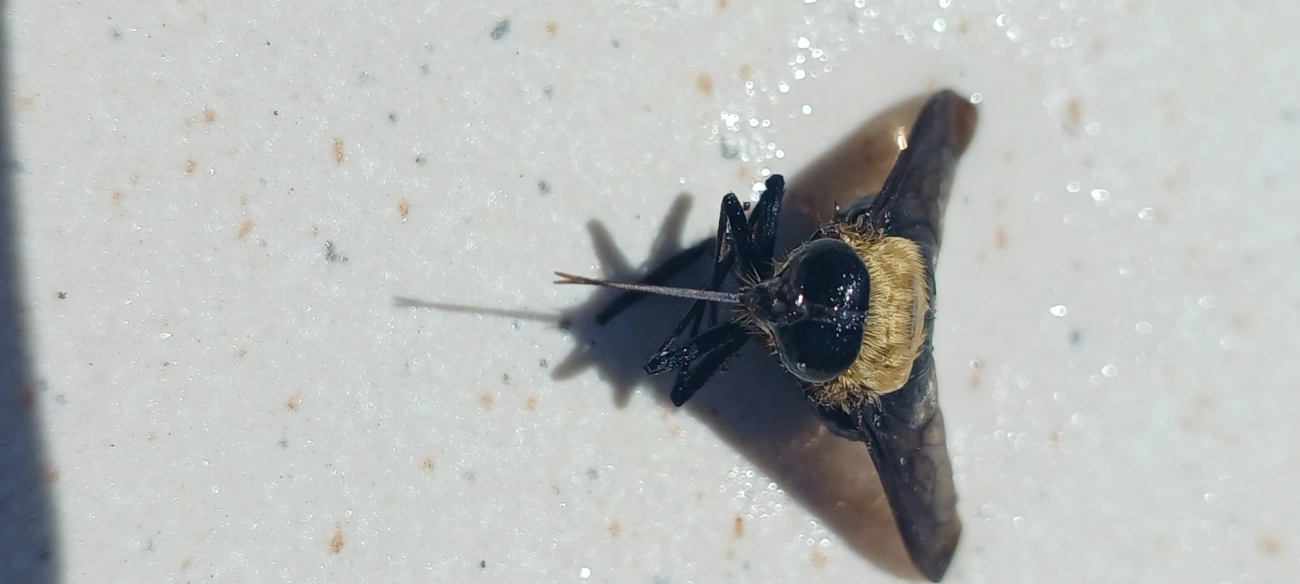 Pangoniinae, insetos, fotografado em Maresias, São Sebastião