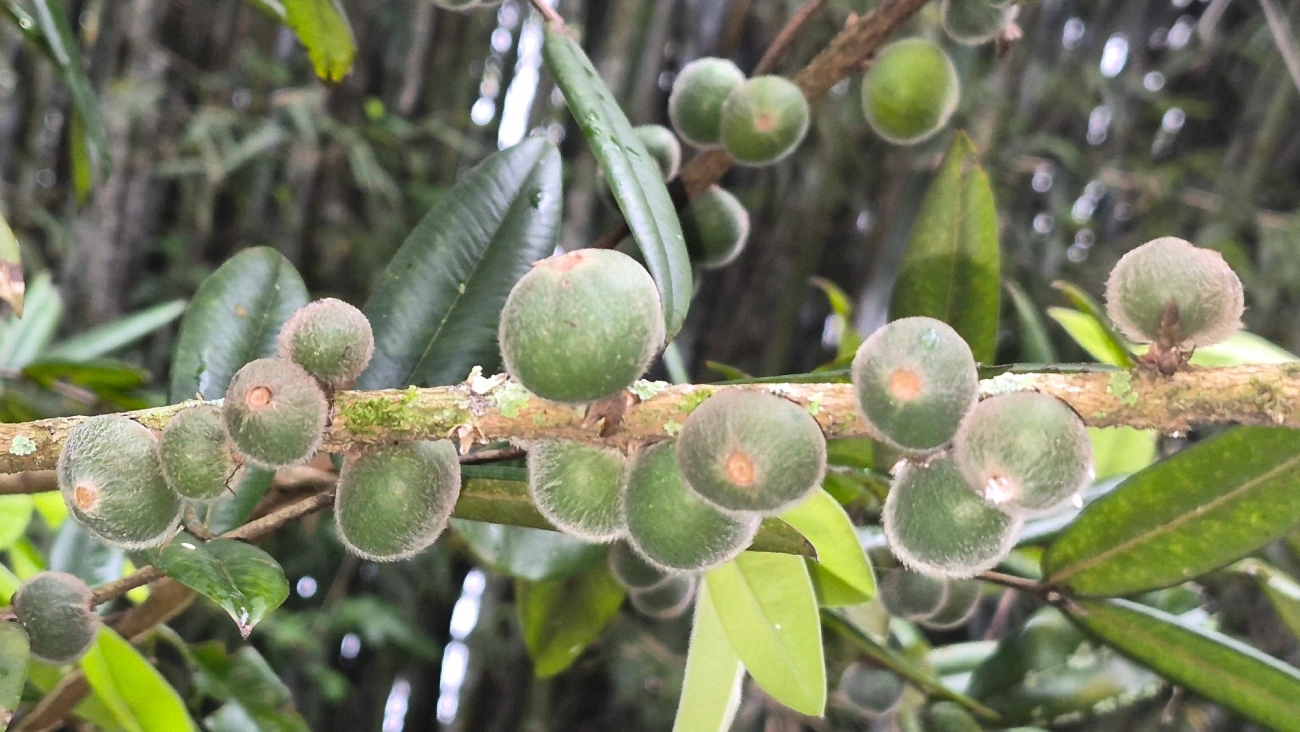 Cabeludinha (Myrciaria glazioviana), plantas, fotografado em Caraguatatuba