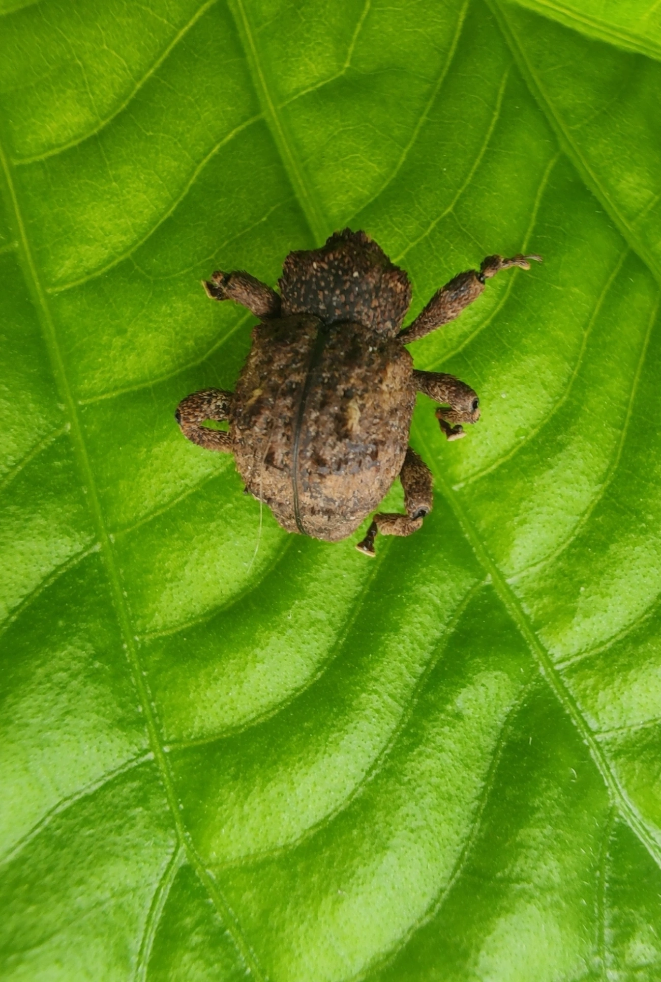 Gorgulhos verdadeiros (Curculionidae), insetos, fotografado em Maresias, São Sebastião