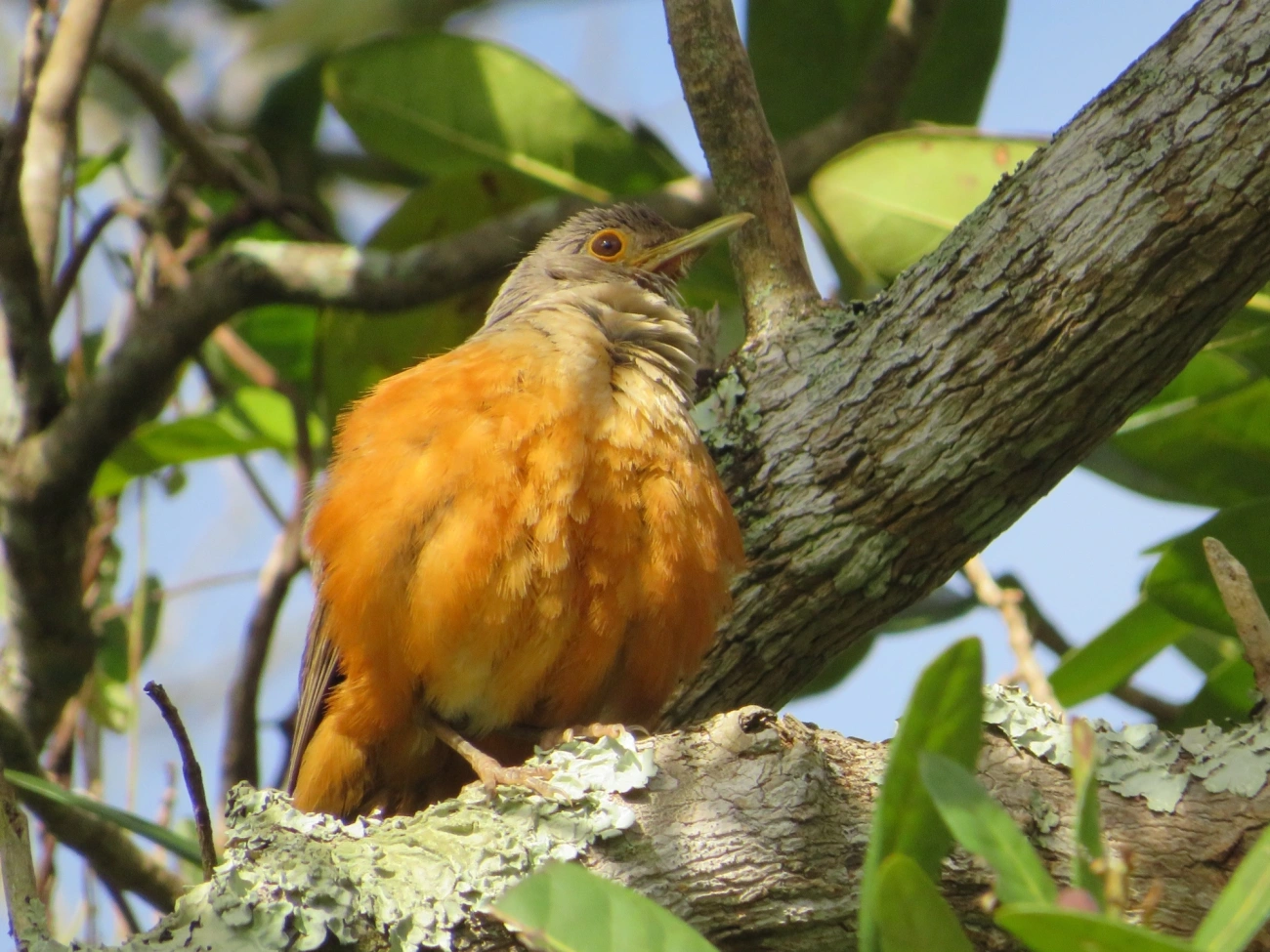 Sabiá-laranjeira (Turdus rufiventris), aves, fotografado em Maresias, São Sebastião