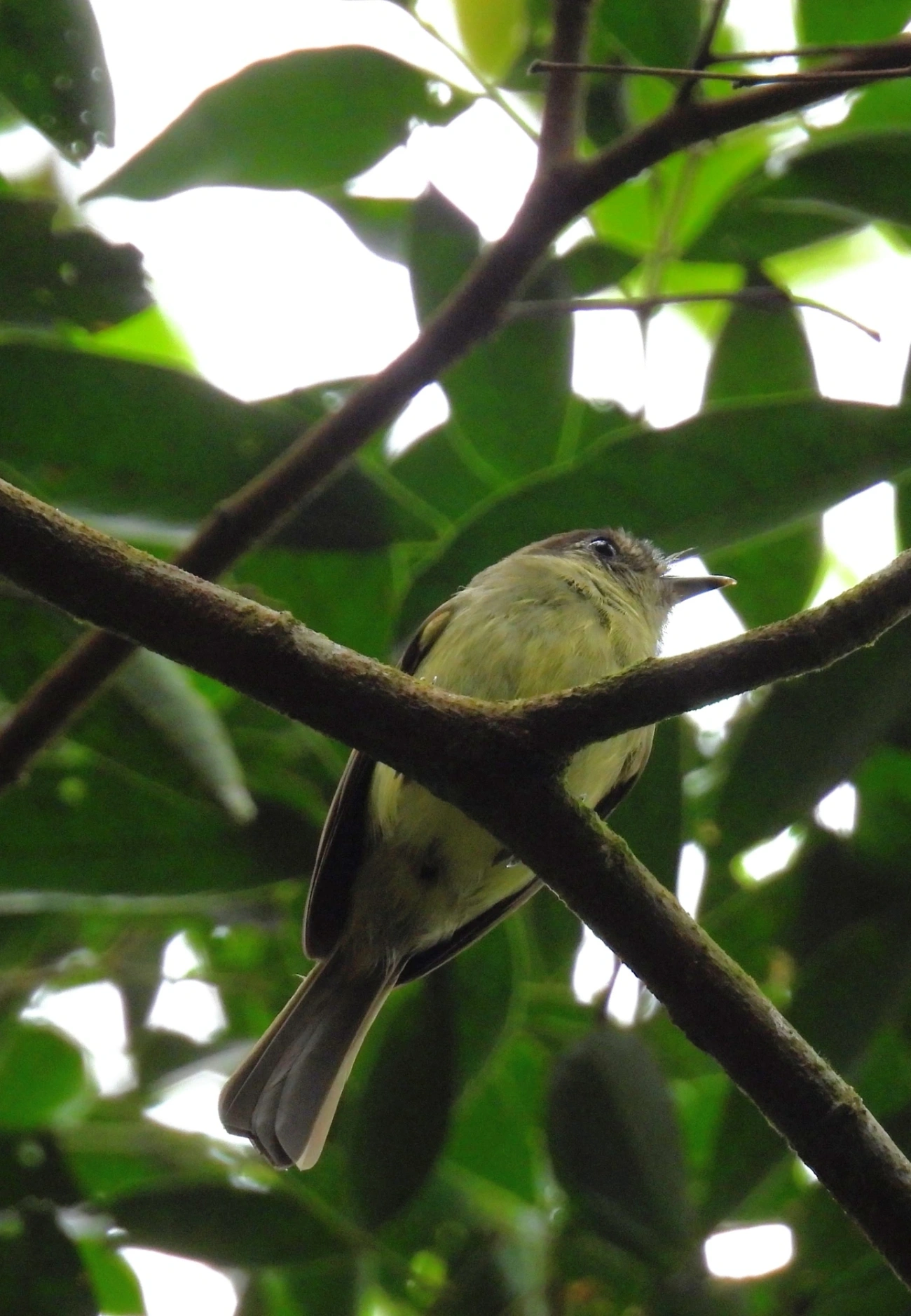 Cabeçudo (Leptopogon amaurocephalus), aves, fotografado em Perequê, Ilhabela