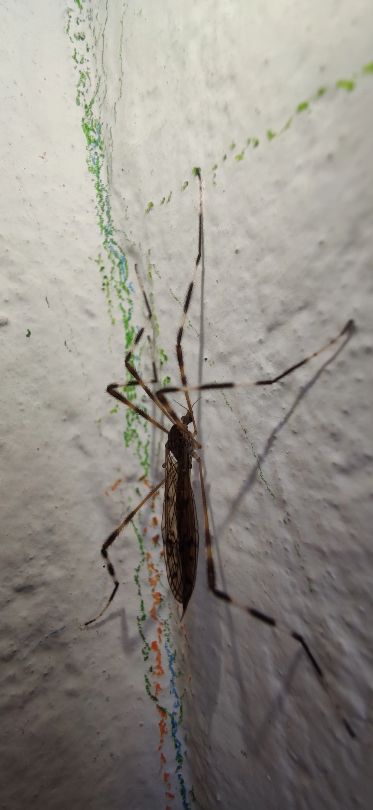 Lecteria bicornuta, insetos, fotografado em Maresias, São Sebastião