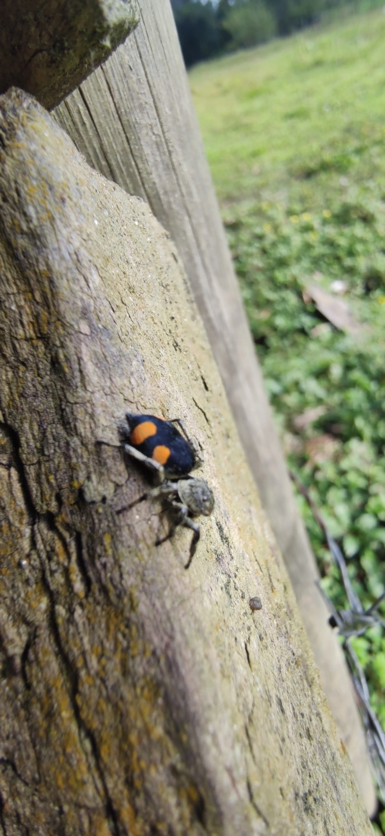 Phiale gratiosa, aracnídeos, fotografado em Camburí, São Sebastião