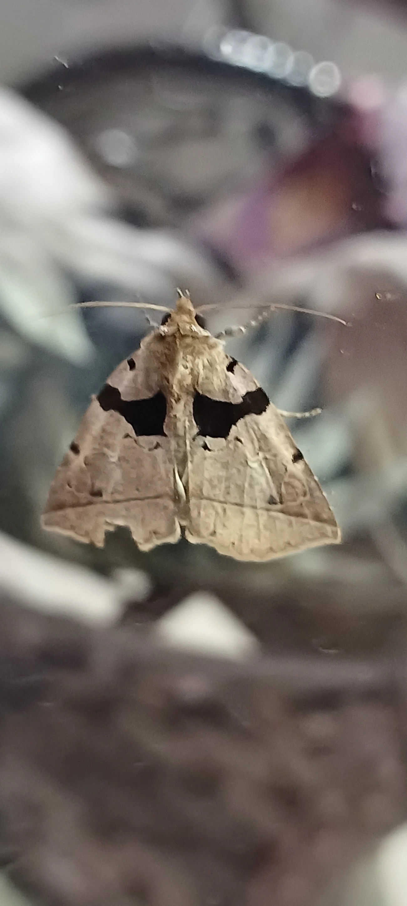 Athyrma, insetos, fotografado em Maresias, São Sebastião