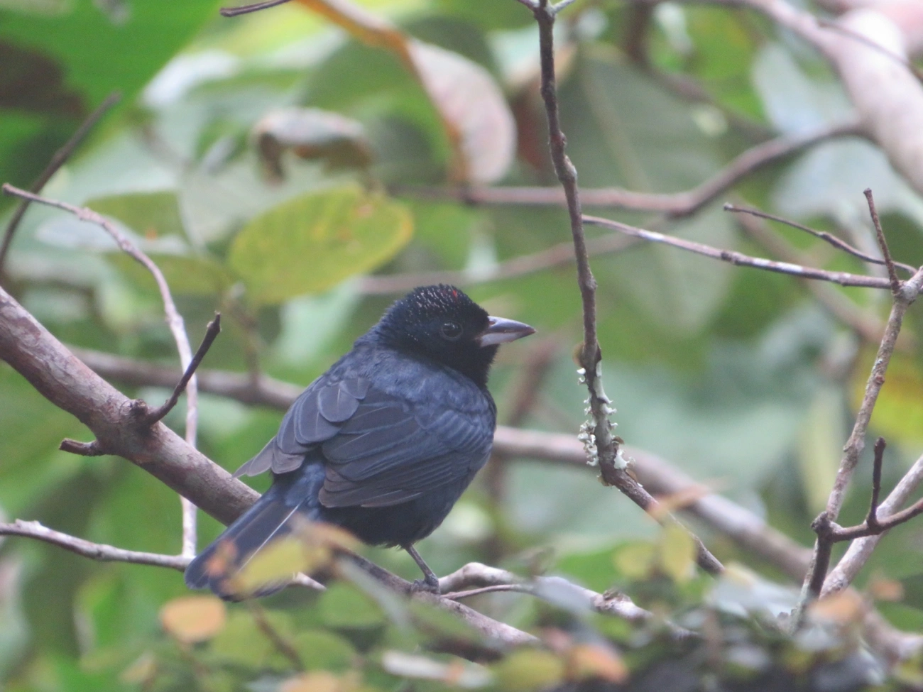 Tiê-preto (Tachyphonus coronatus), aves, fotografado em Maresias, São Sebastião