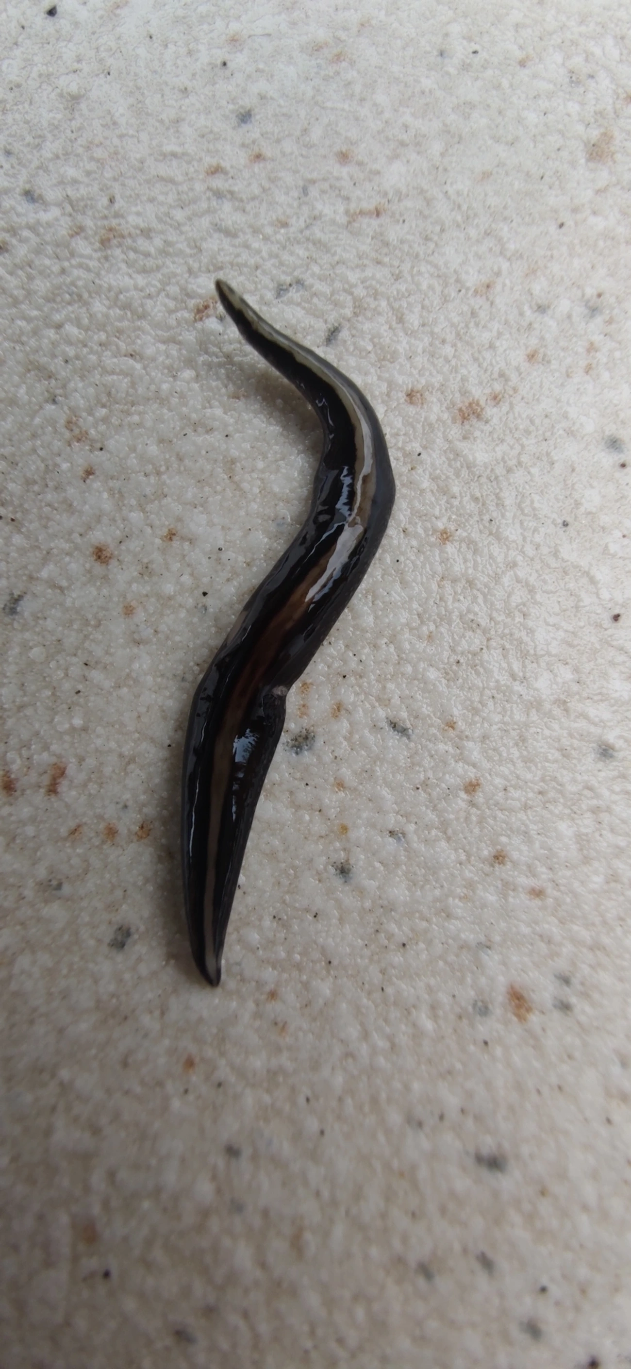 Planária-terrestre (Obama burmeisteri), outros, fotografado em Maresias, São Sebastião