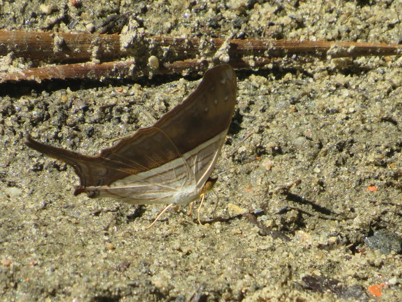 Punhal-de-muitas-faixas (Marpesia chiron), insetos, fotografado em Maresias, São Sebastião