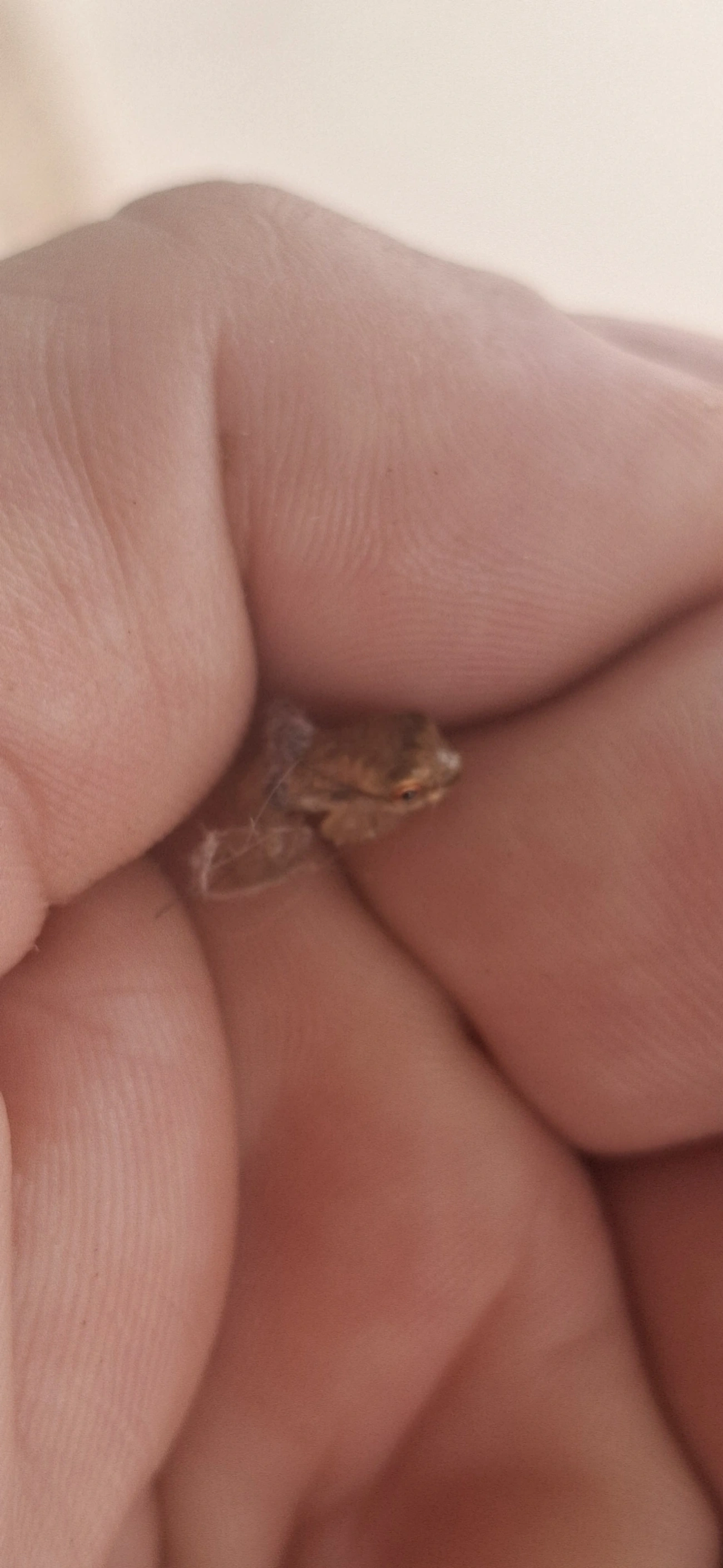 Dendropsophus, anfíbios, fotografado em Maresias, São Sebastião