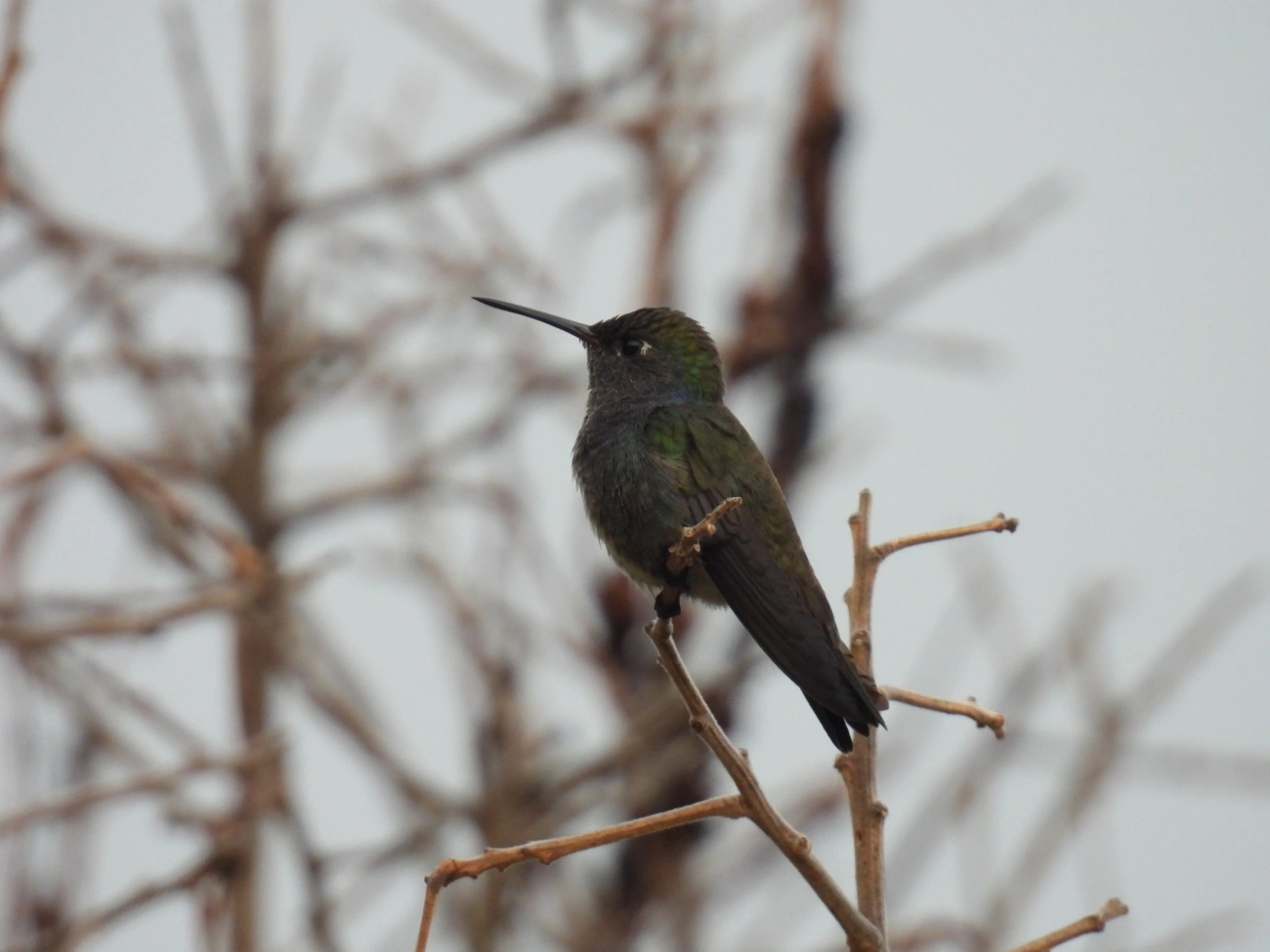 Beija-flor-de-peito-azul (Chionomesa lactea), aves, fotografado em Itamonte