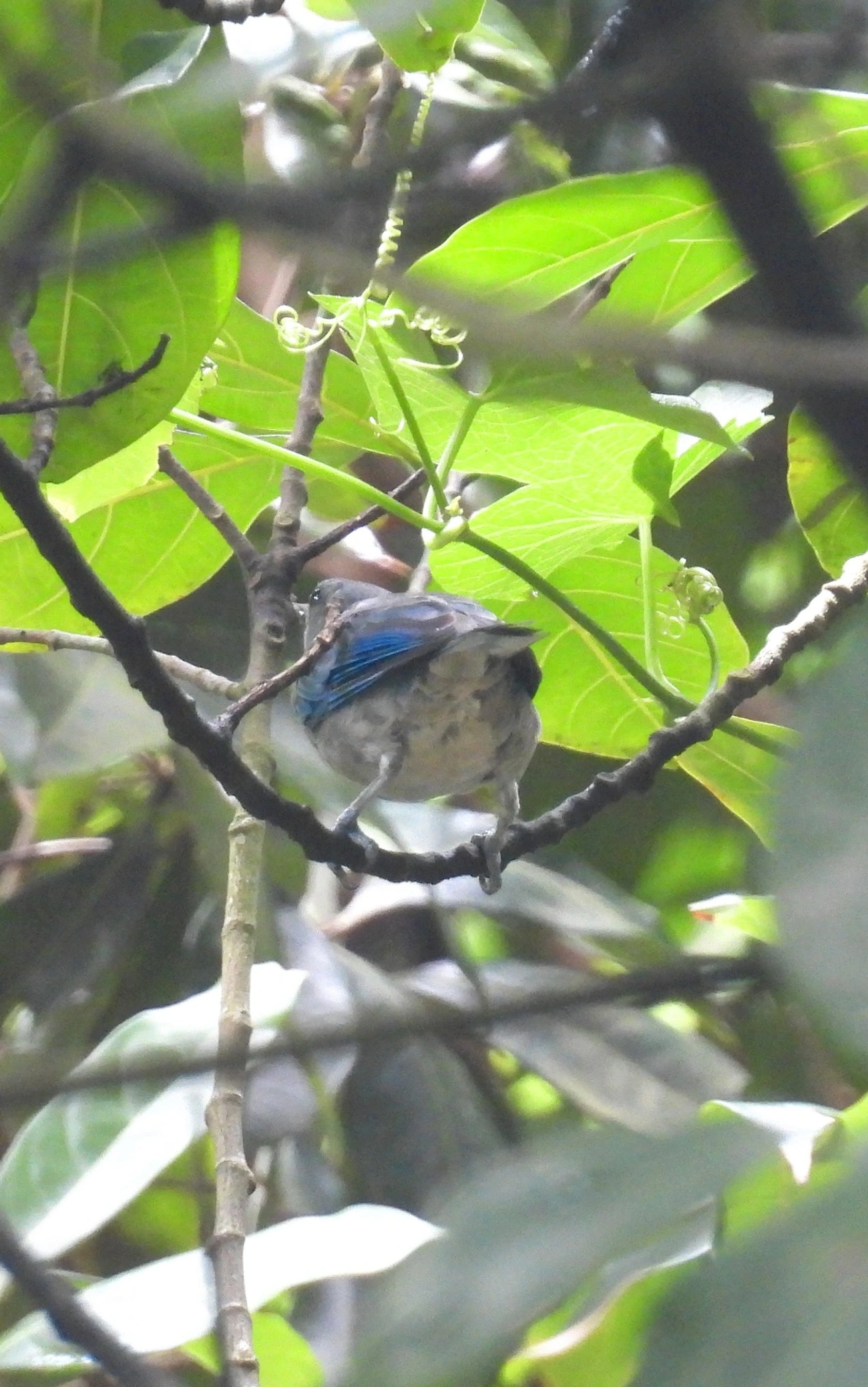 Sanhaço-de-encontro-azul (Thraupis cyanoptera), aves, fotografado em Bonete, Ilhabela