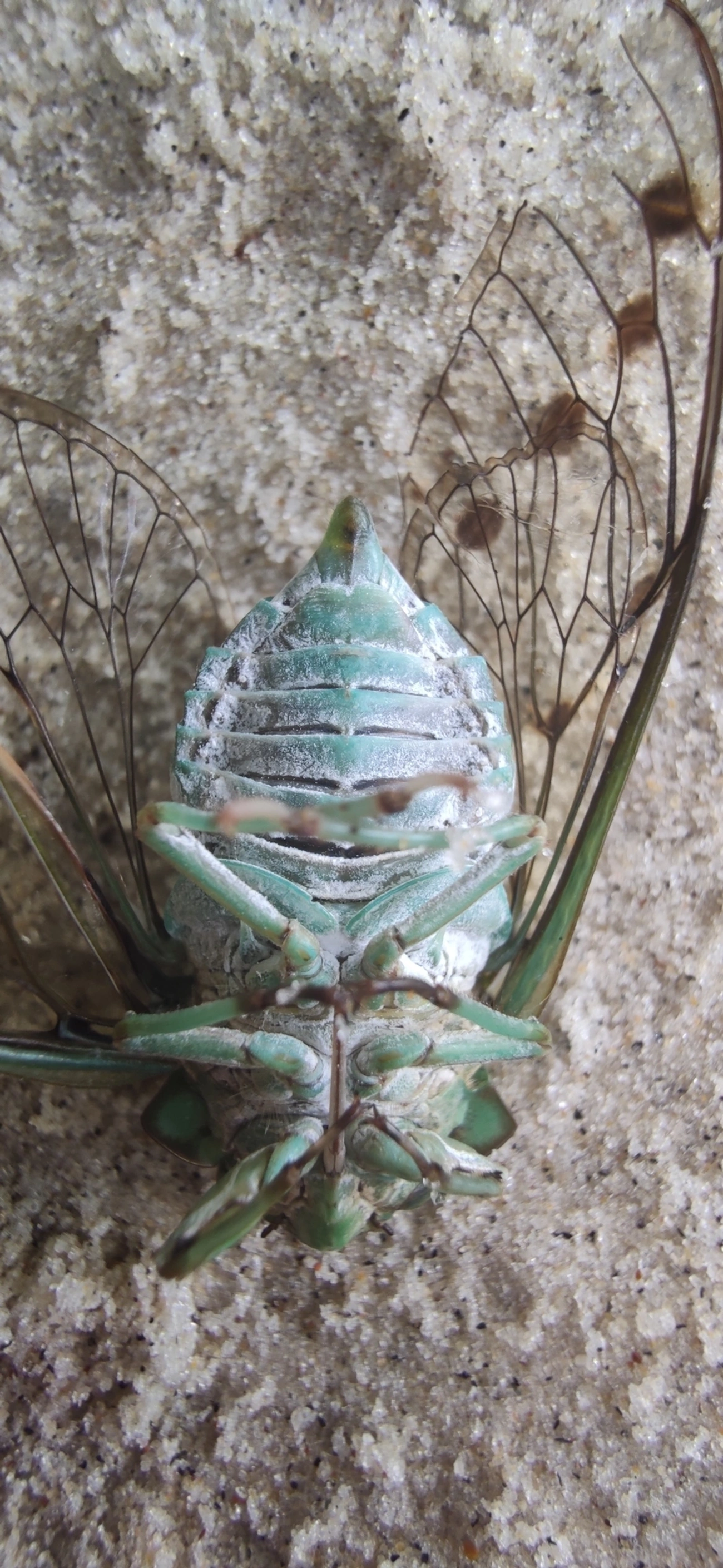 Cigarra-verde (Zammara tympanum), insetos, fotografado em Maresias, São Sebastião