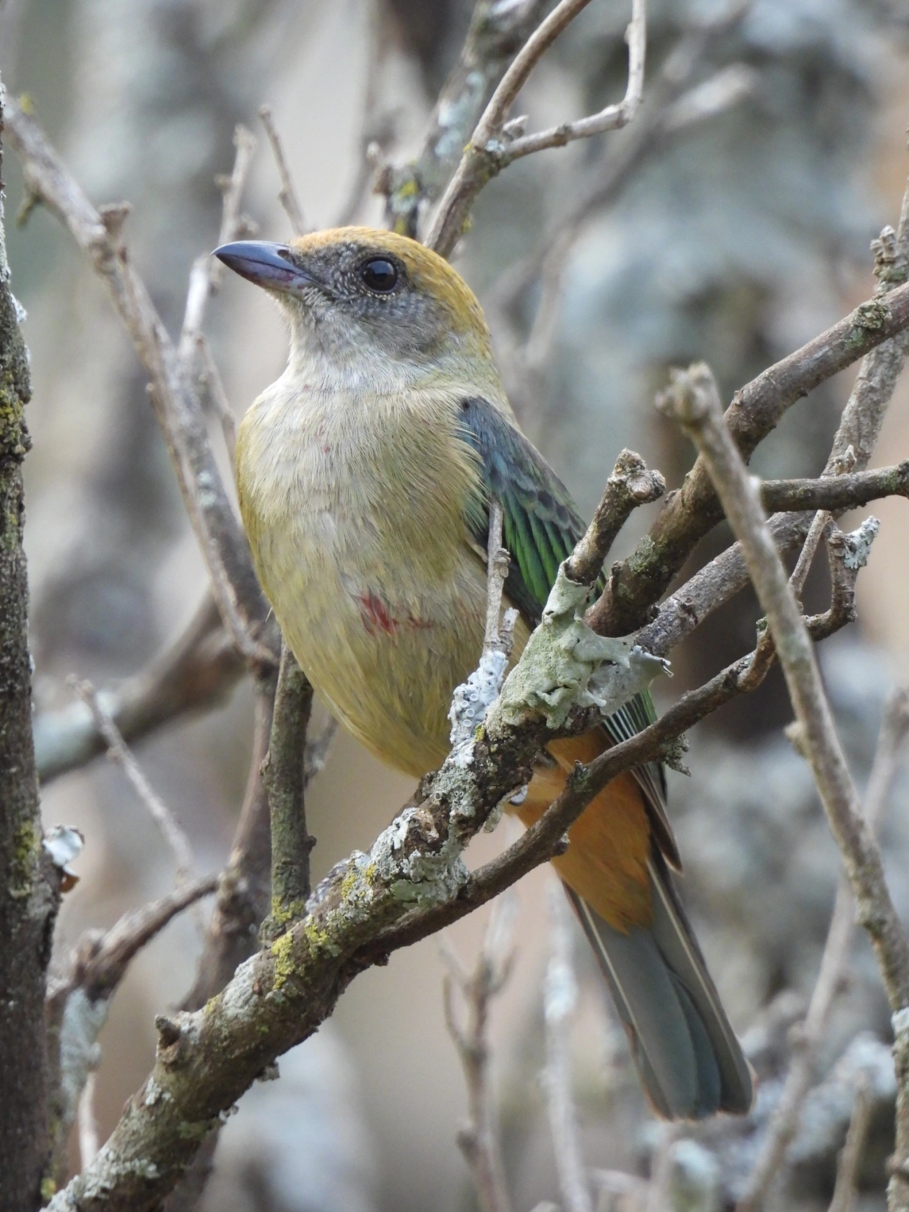 Saíra-amarela (Stilpnia cayana), aves, fotografado em Socorro