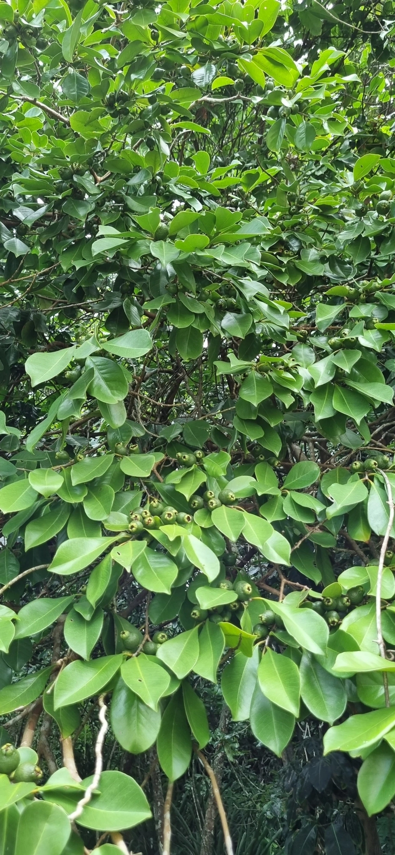 Goiabas (Psidium), plantas, fotografado em Maresias, São Sebastião