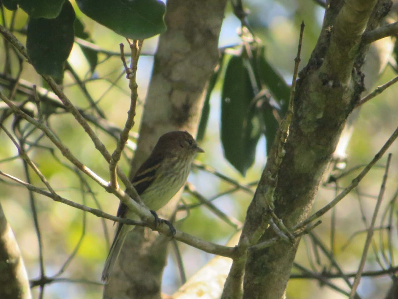 Filipe (Myiophobus fasciatus), aves, fotografado em Maresias, São Sebastião