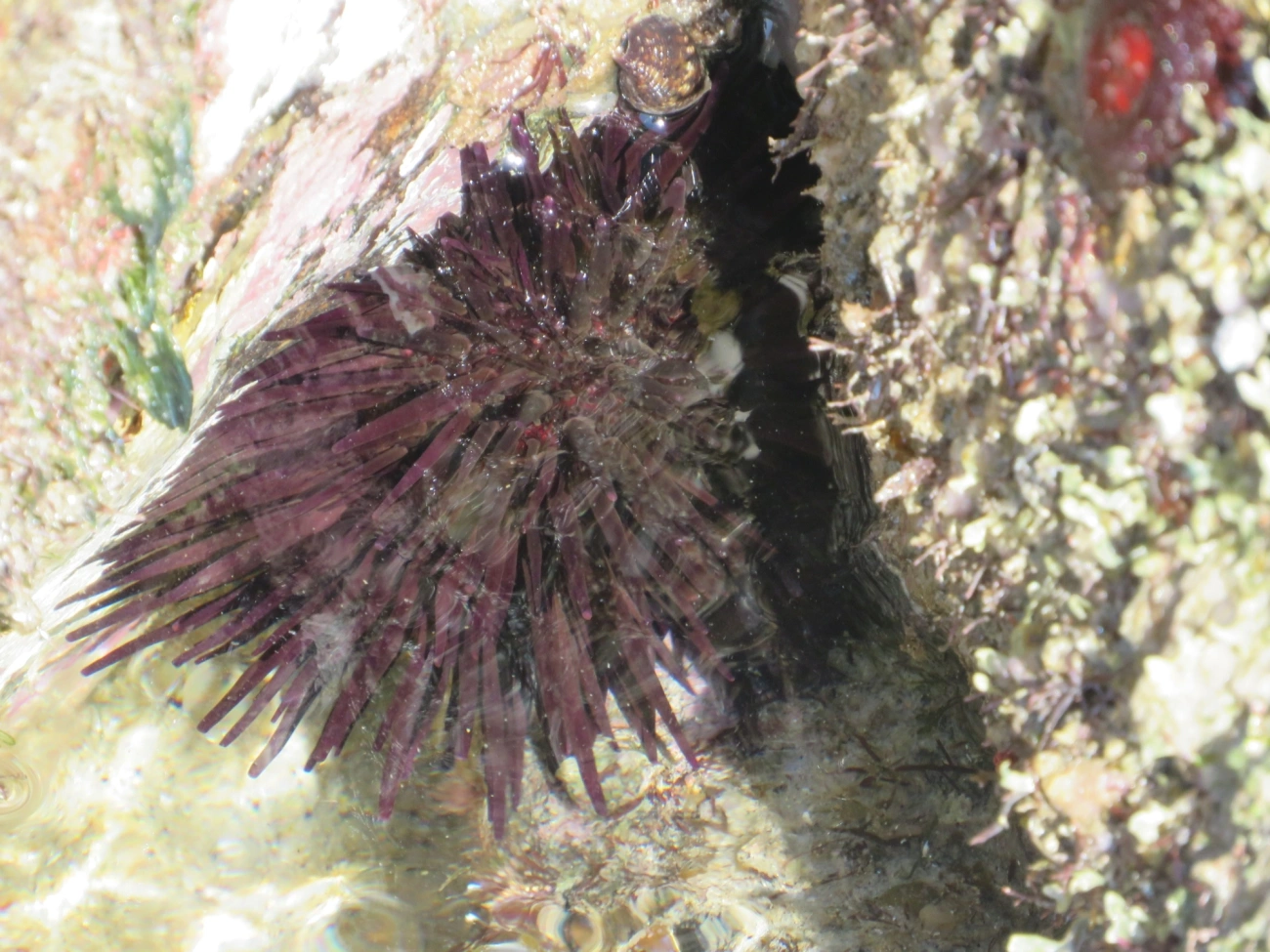 Pinaúna (Echinometra lucunter), equinodermos, fotografado em Maresias, São Sebastião