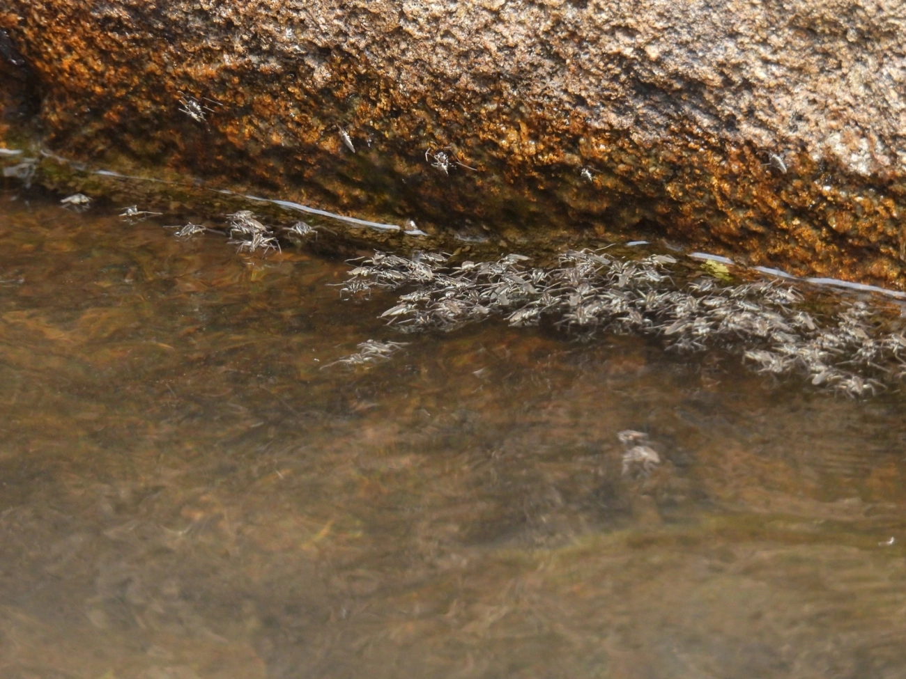 Rhagovelia, insetos, fotografado em Itamonte