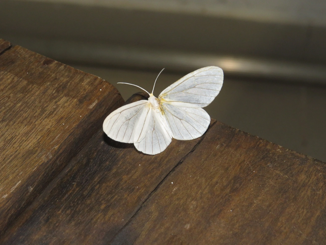 Borboletas e traças (Lepidoptera), insetos, fotografado em Maresias, São Sebastião