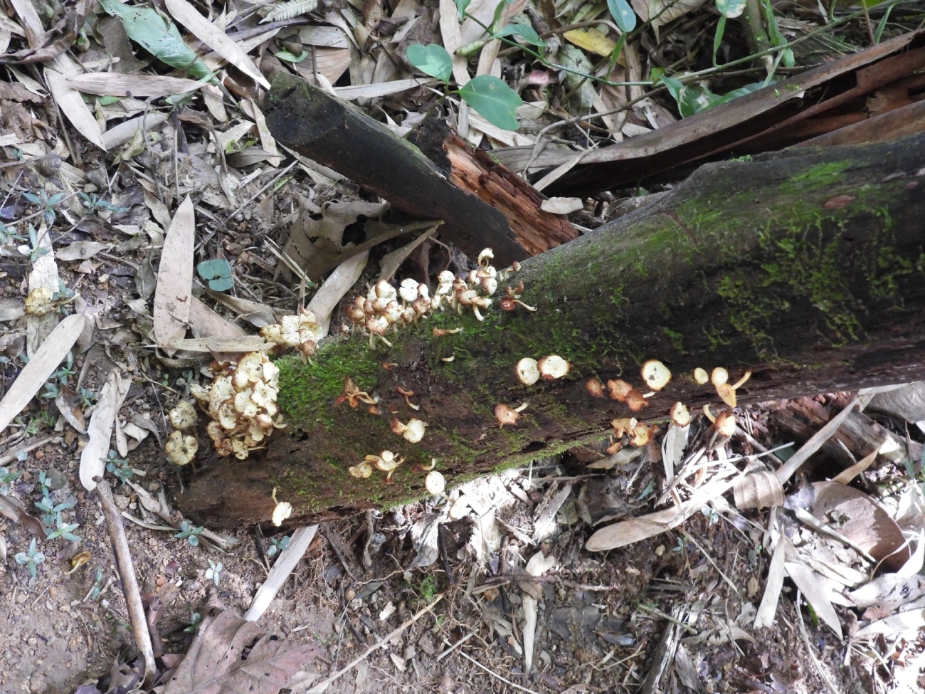 Lentinus crinitus, fungos, fotografado em Queluz