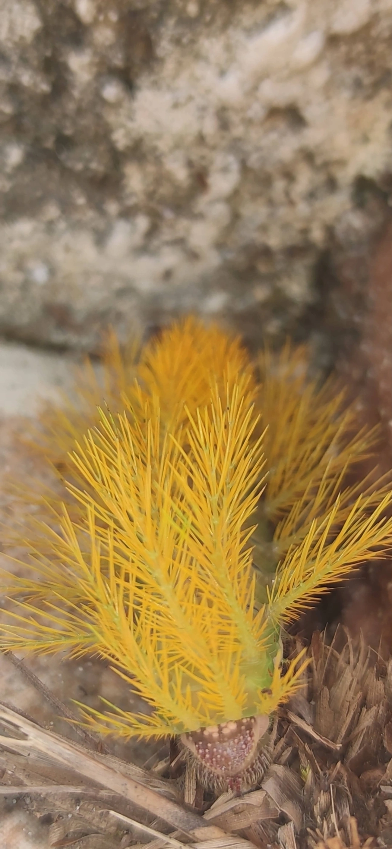 Hemileucinae, insetos, fotografado em Indaiá, Caraguatatuba