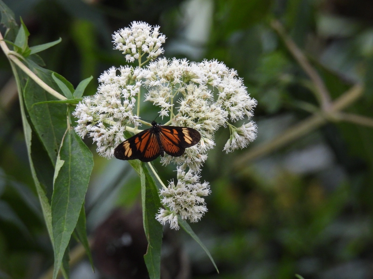 Actinote (Actinote pellenea), insetos, fotografado em Itamonte