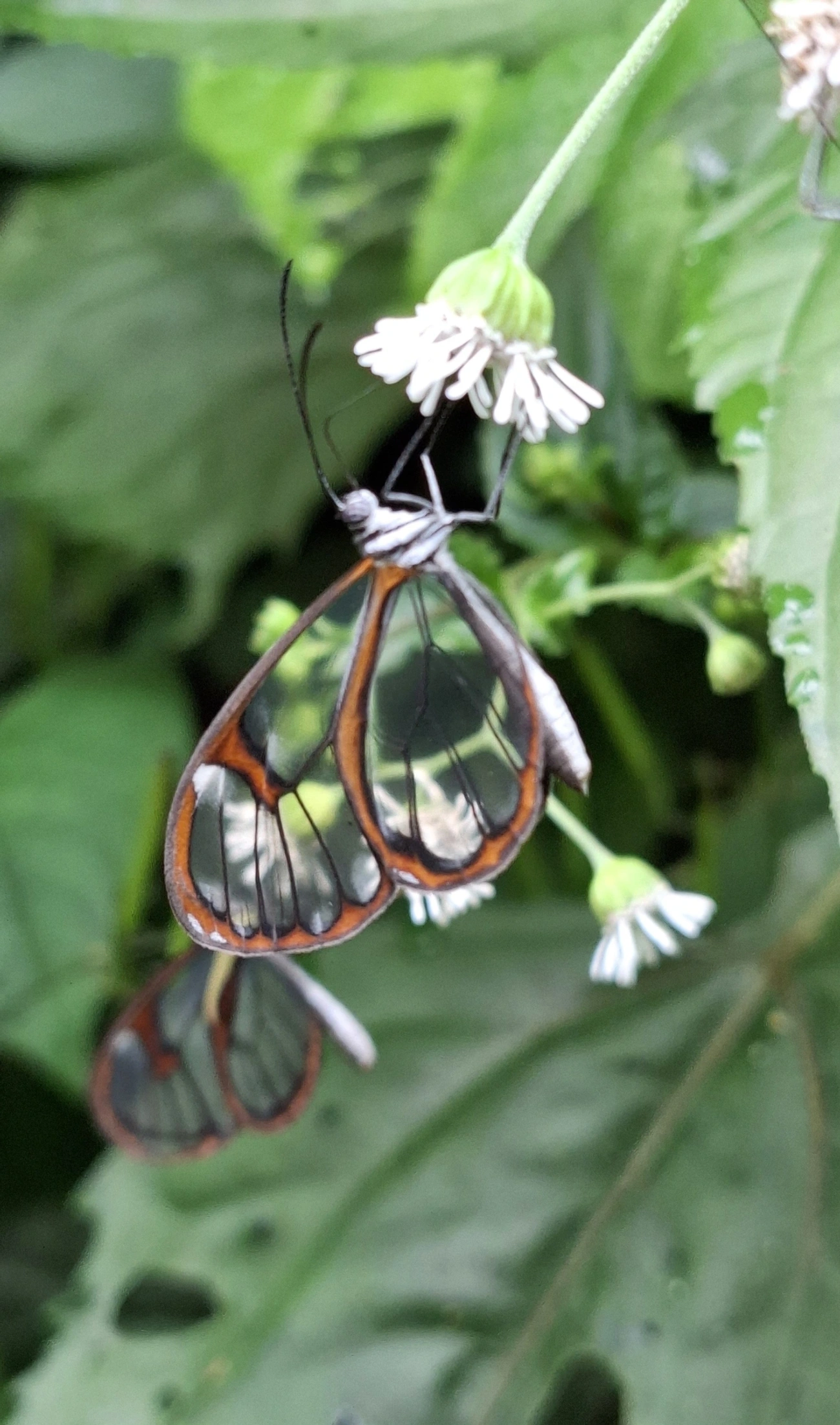 Asa-de-vidro (Ithomia drymo), insetos, fotografado em Maresias, São Sebastião